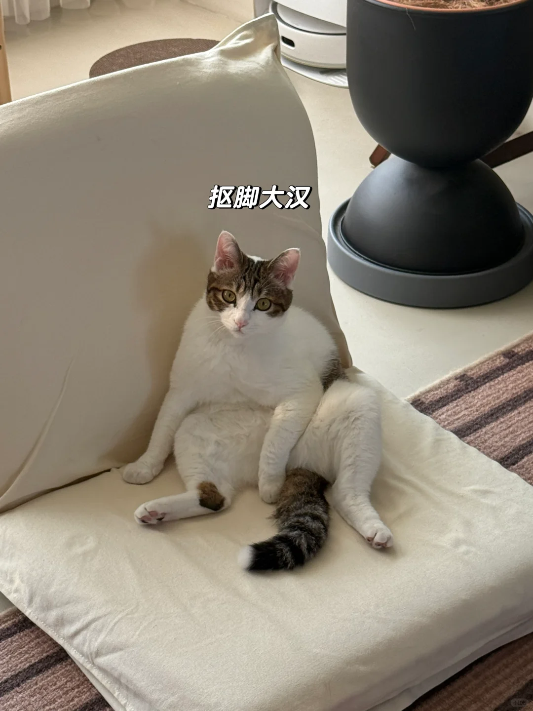 小猫那些奇奇怪怪的姿势