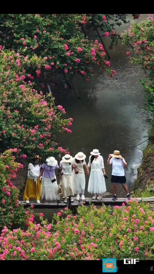 6个大妈走到一座小桥上，打算以身后烂漫的鲜花为背景，留下一张“小桥流水人家”的优