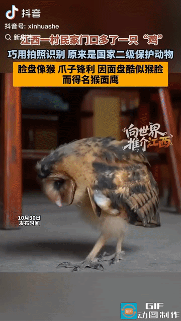 “太罕见了!” 江西，一位女子干活回来，发现家门口有一只“鸡”在溜达，当时并没在