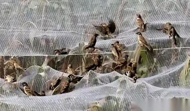 有人养麻雀，不为吃肉，就盯着它屁股底下那点粪，晒干磨粉一斤能卖上百块，比猪肉还金