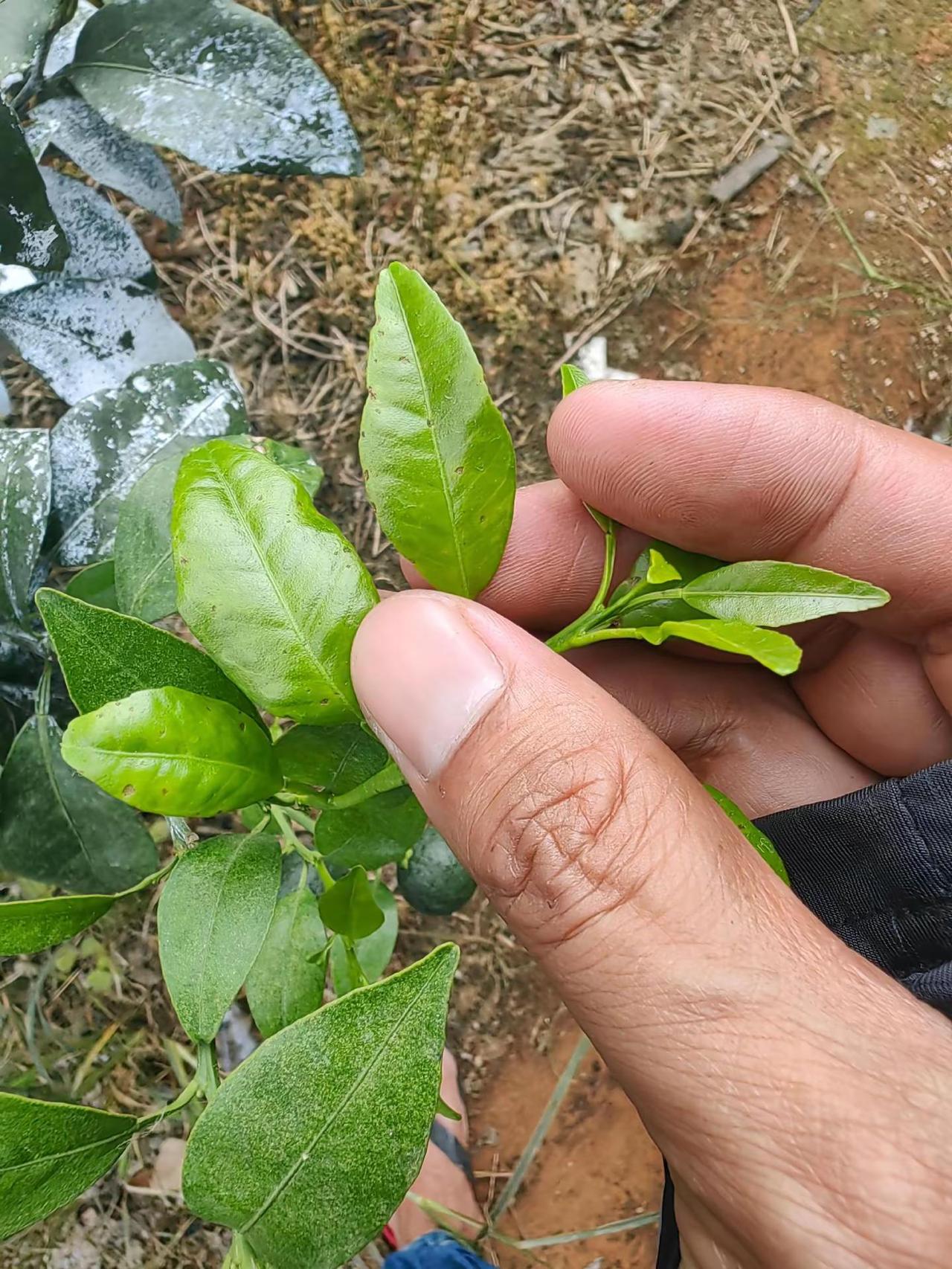 这是啥情况？打除草剂打到了？