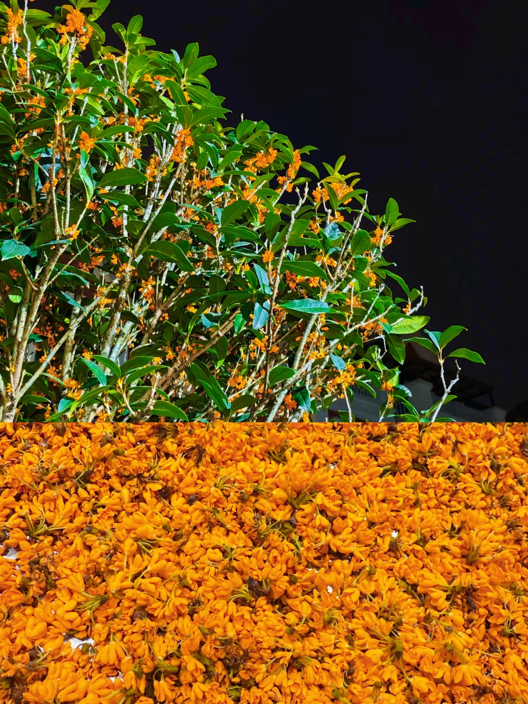 桂花这样养，想不爆花都难！