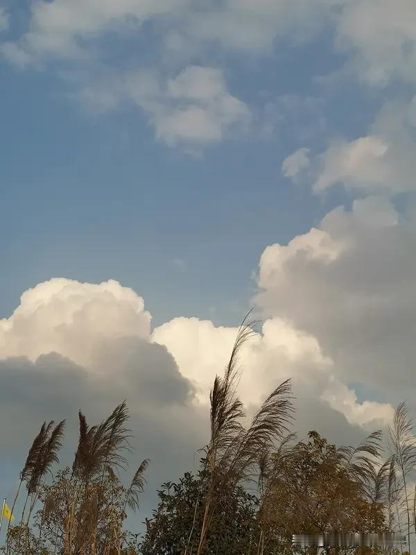 上联：云去随风非本意，求下联下联，花飞逐雨总关情！[比心]