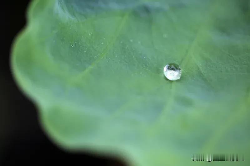 世上没有两片完全相同的叶子，更没有两个完全相同的人。所以，我们必须珍视每一个个体