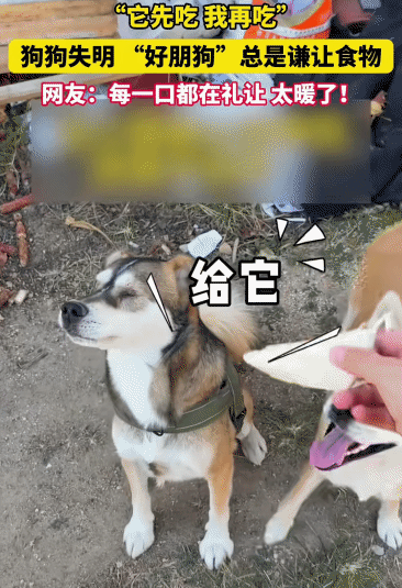 “太有灵性了！”河北，狗狗失明，没想到，它的伙伴每次都让它先吃食物，自己再吃。网