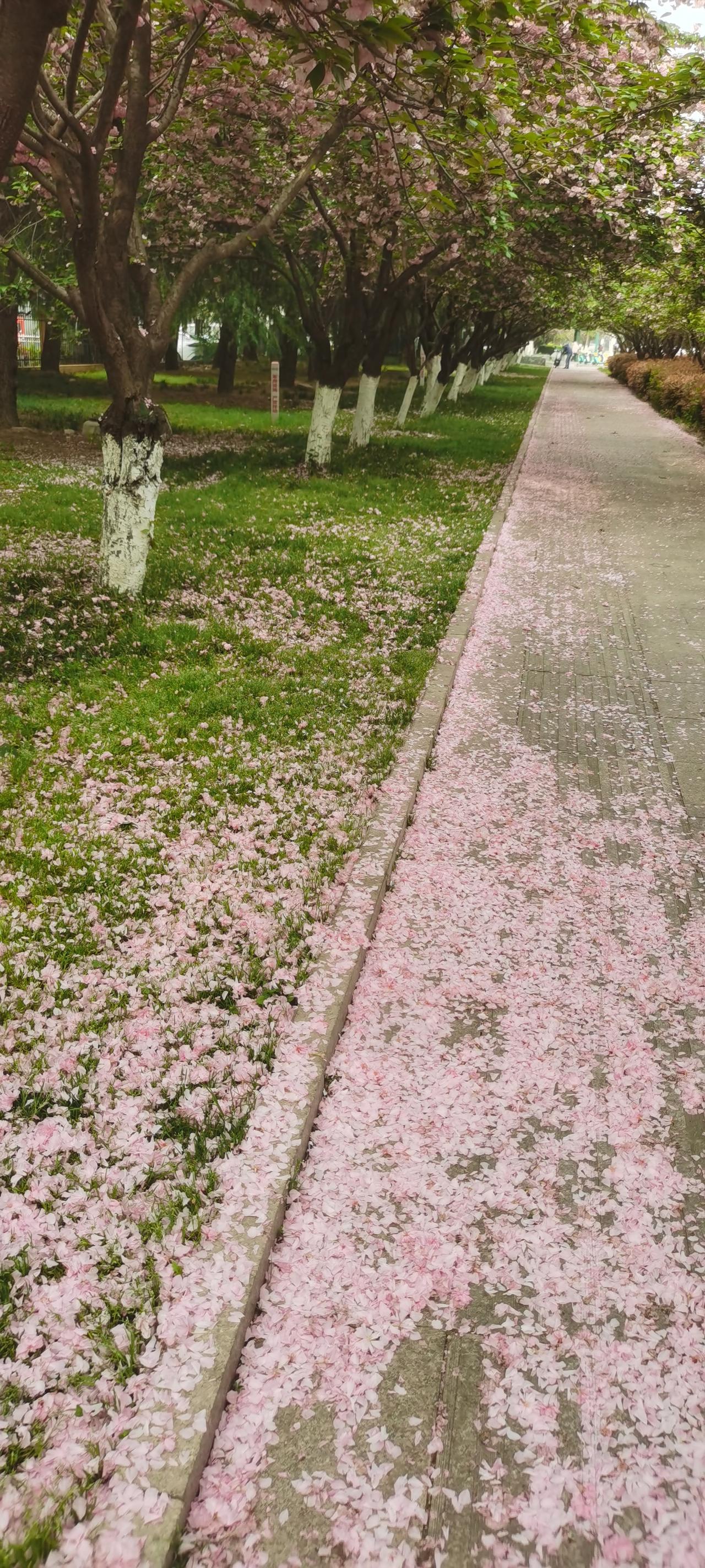 广州路的樱花雨
临沂兰山区有条广州路，两边种满了樱花，早樱晚樱都有。十里大道，十