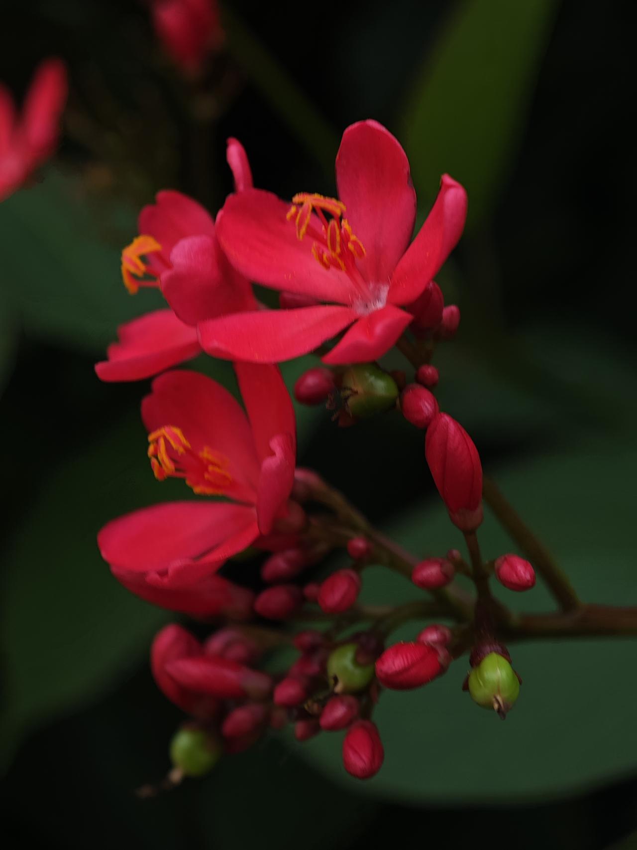 有没有漂亮的花朵图片花 花young世界