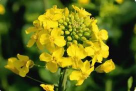 晒一晒你拍的油菜花