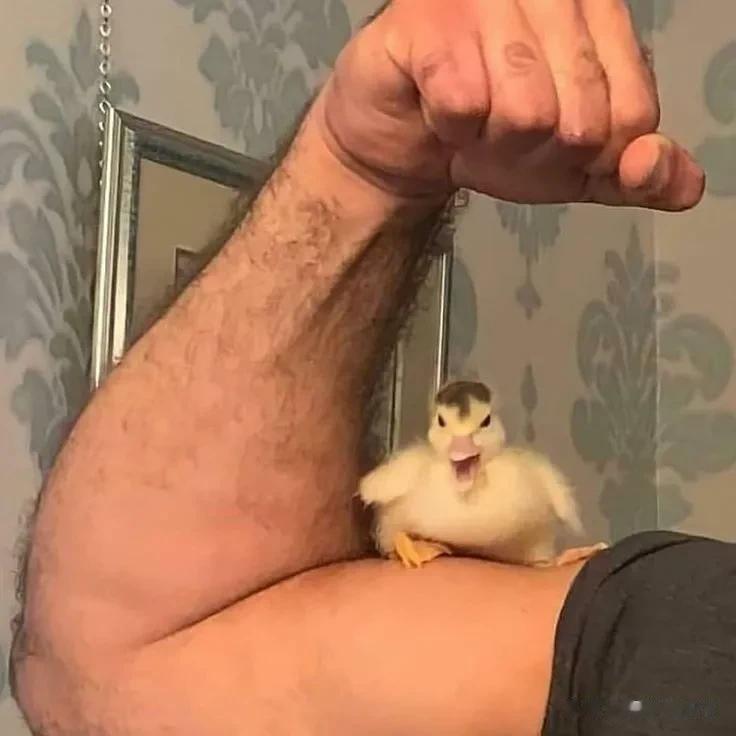 鸭子对自己被当作老鼠很不满，很生气。

