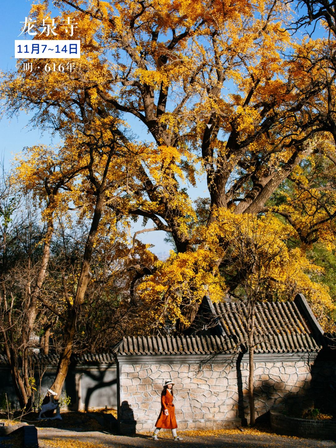 春哥私藏6处北京古寺银杏，附2023最佳观赏期