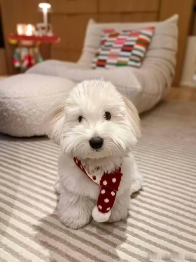 刘亦菲带狗狗出门逛街刘亦菲带狗狗一起出门逛街，穿搭基础但脸不基础。刘亦菲带狗狗打