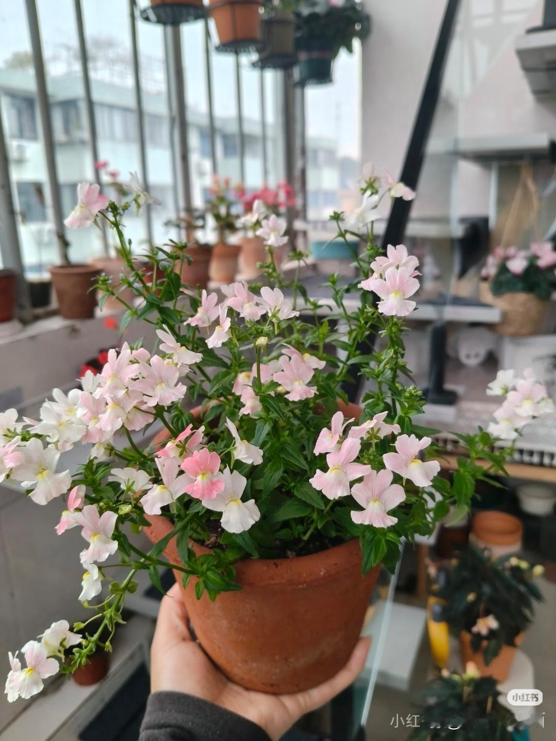 女孩指着房产证上男友一人的名字，声音发颤地质问。
她哭着跑回家扑进妈妈怀里。母亲