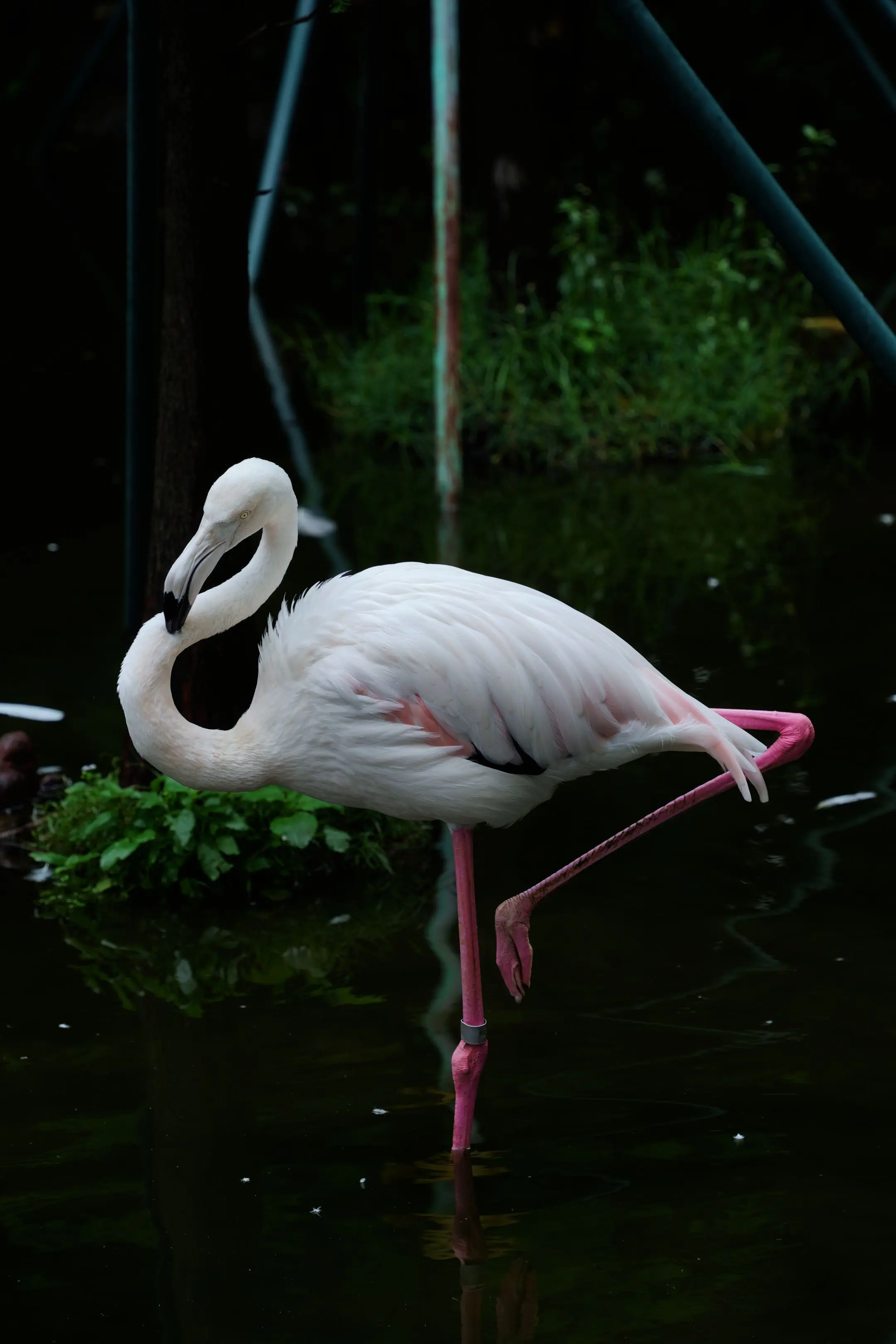 听讲广动南门嘅清蒸白鸽要10万+1只？星一雅一：发达了？