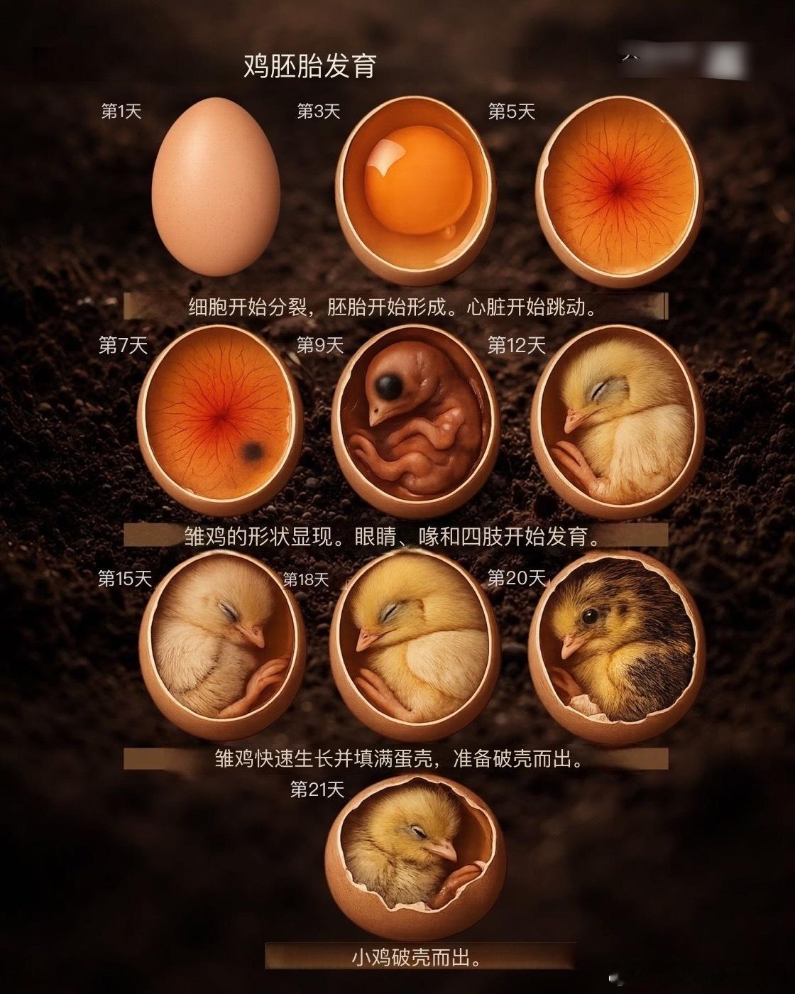 鸡蛋如何变出小鸡，回顾21天孵化的生命历程 ​​​