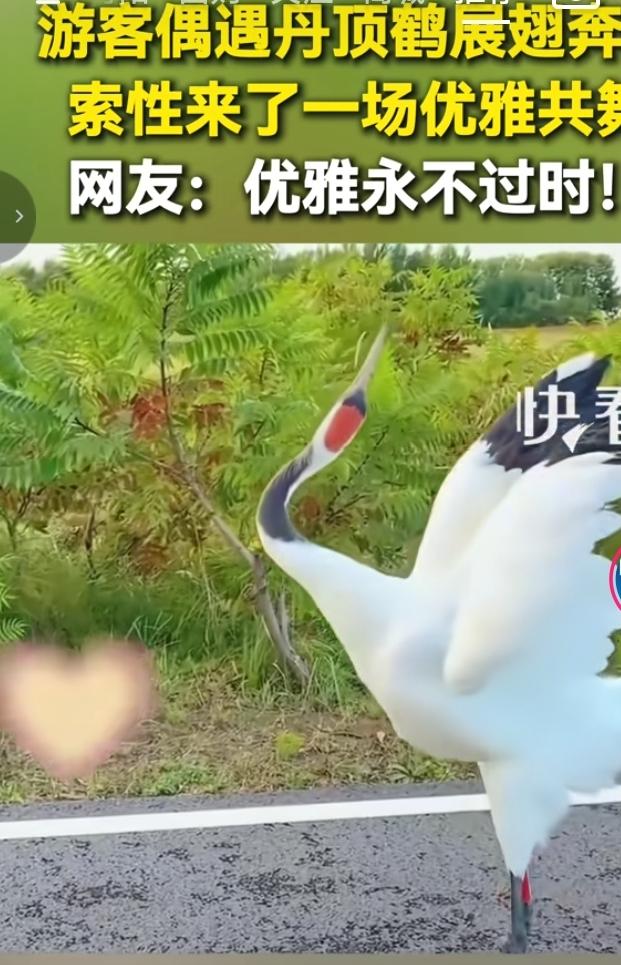扎龙保护区丹顶鹤主动靠近游客，共舞画面惊艳全网
 
在黑龙江扎龙国家级自然保护区