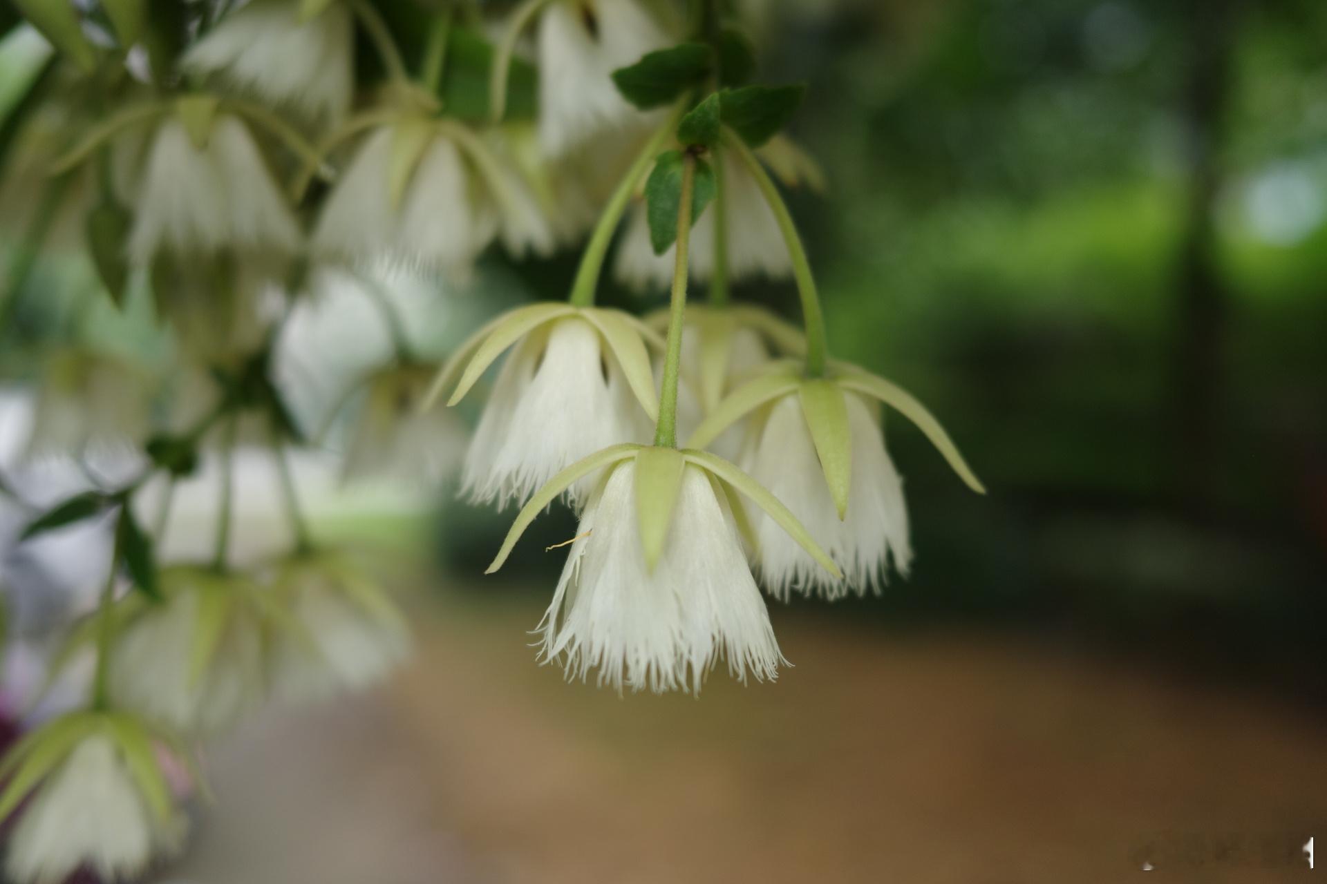 早安每一天，广州5月花花开晨曲早安健康 理光GR4心情唯美句子 广州·宝能广州国