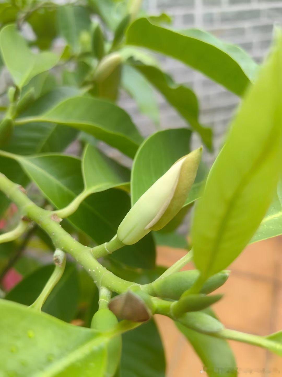 夏至而至，白兰花开，香气馥郁。​白兰花，入肺经，行气化浊，治咳嗽。#夏至愿所有美