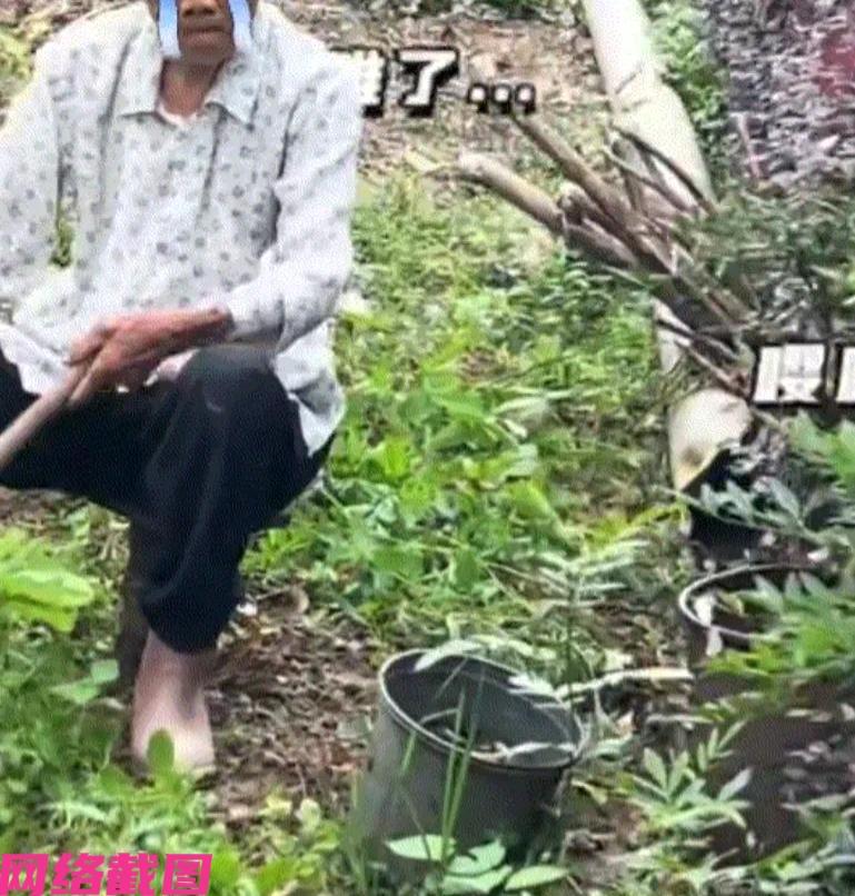 某女子端午回乡下老家，随后看到爷爷奶奶把家里的大院子，一分两半，爷爷忙碌一边，当