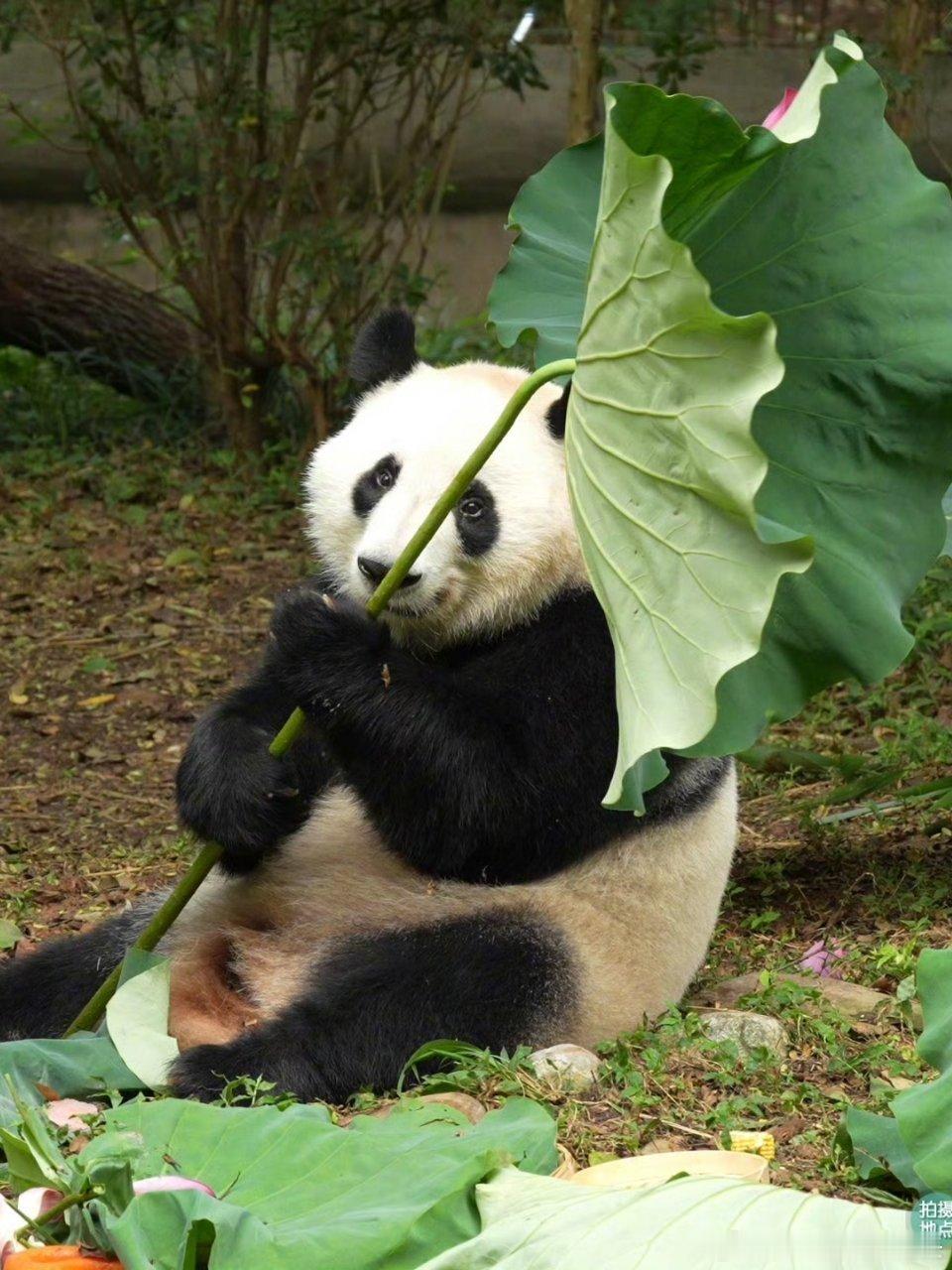 熊猫守护者 黑白软糯的国宝，是大自然赠予人间的温柔慰藉。圆滚滚的身子穿梭在竹林间