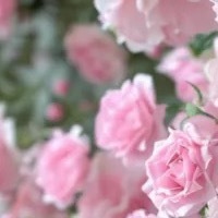 种植 🌸种植文案 1200种植方法：种植蔷薇花可以采用播种的方法，蔷薇花的最佳