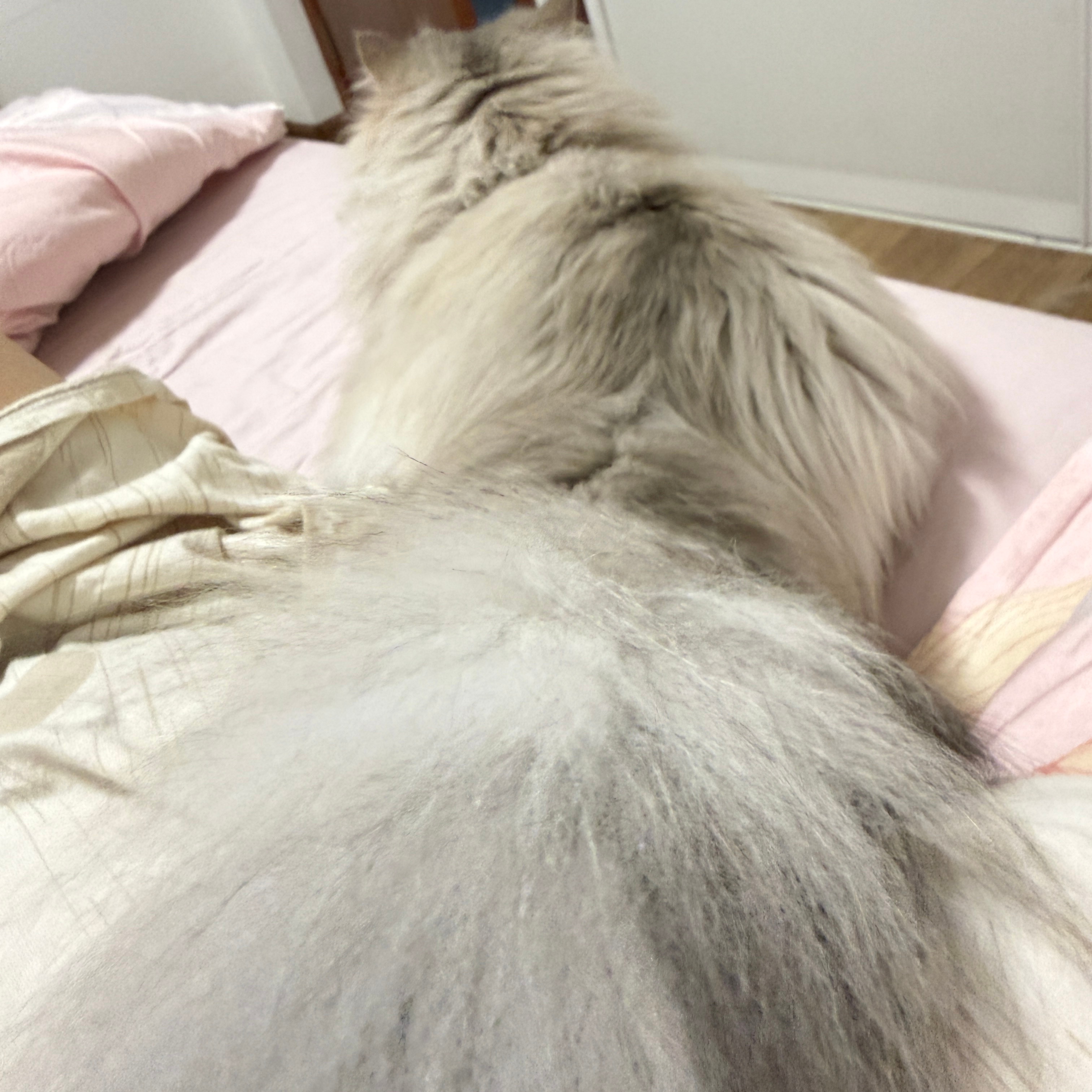 这尾巴怎么这么欠