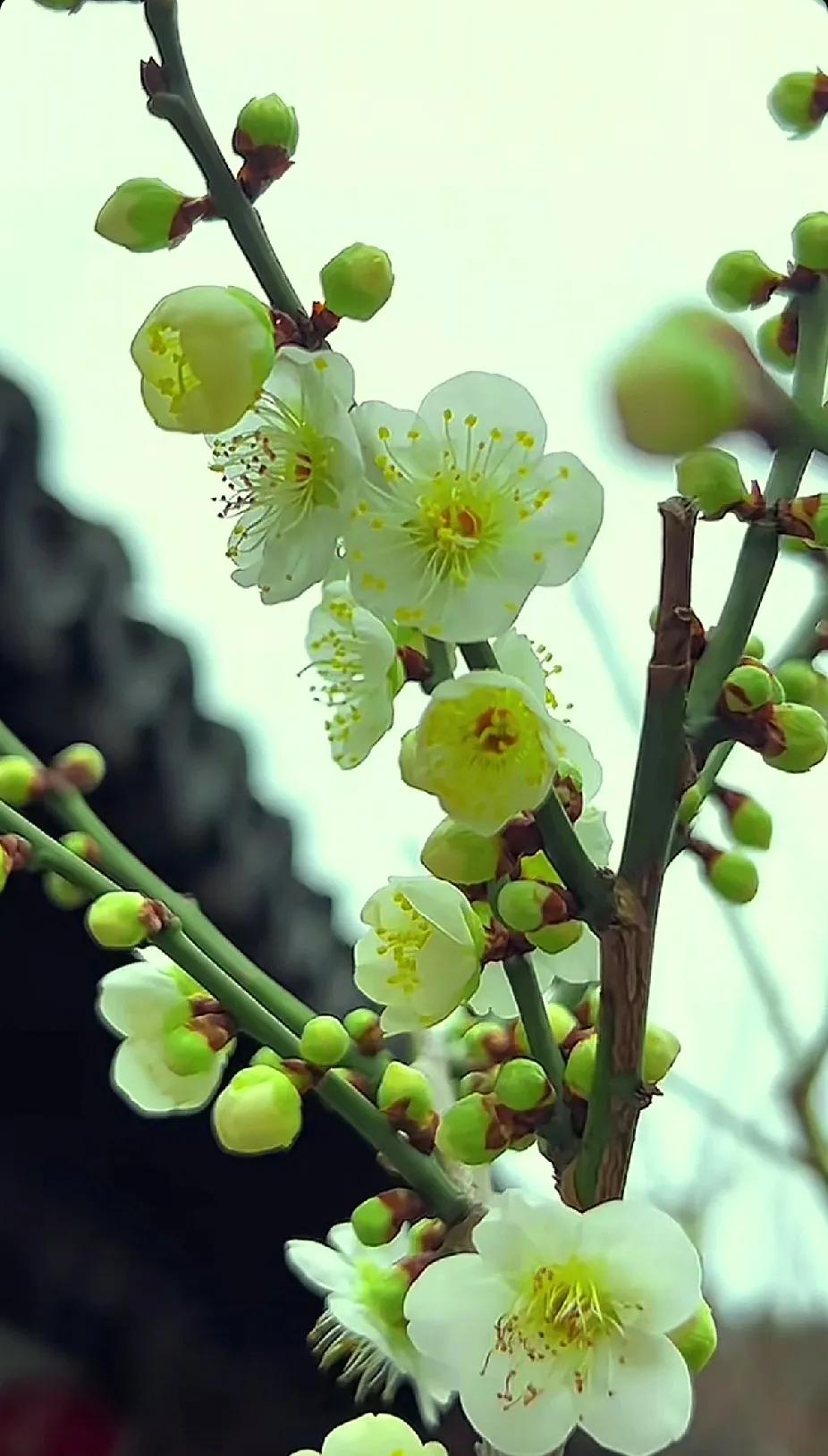 春风得意马蹄疾，一日看尽长安花。从春开到秋的花 蜡梅手机随手拍 花于今日盛开 枝