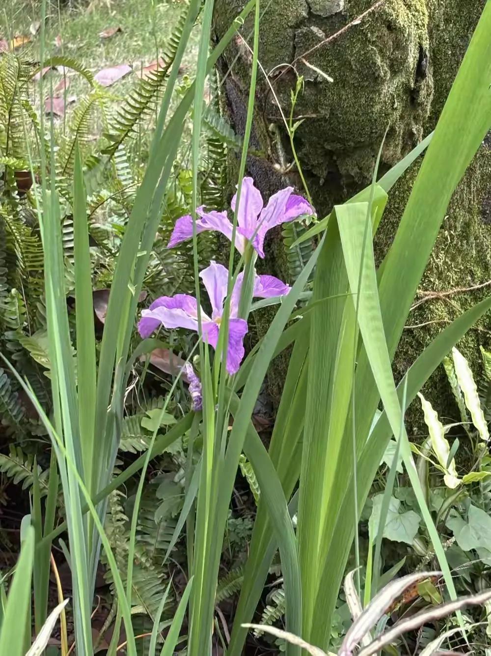 火烧藤甲兵，诸葛亮减寿！战况实在太惨酷，上天不得不让他减寿啊！[呲牙][呲牙][