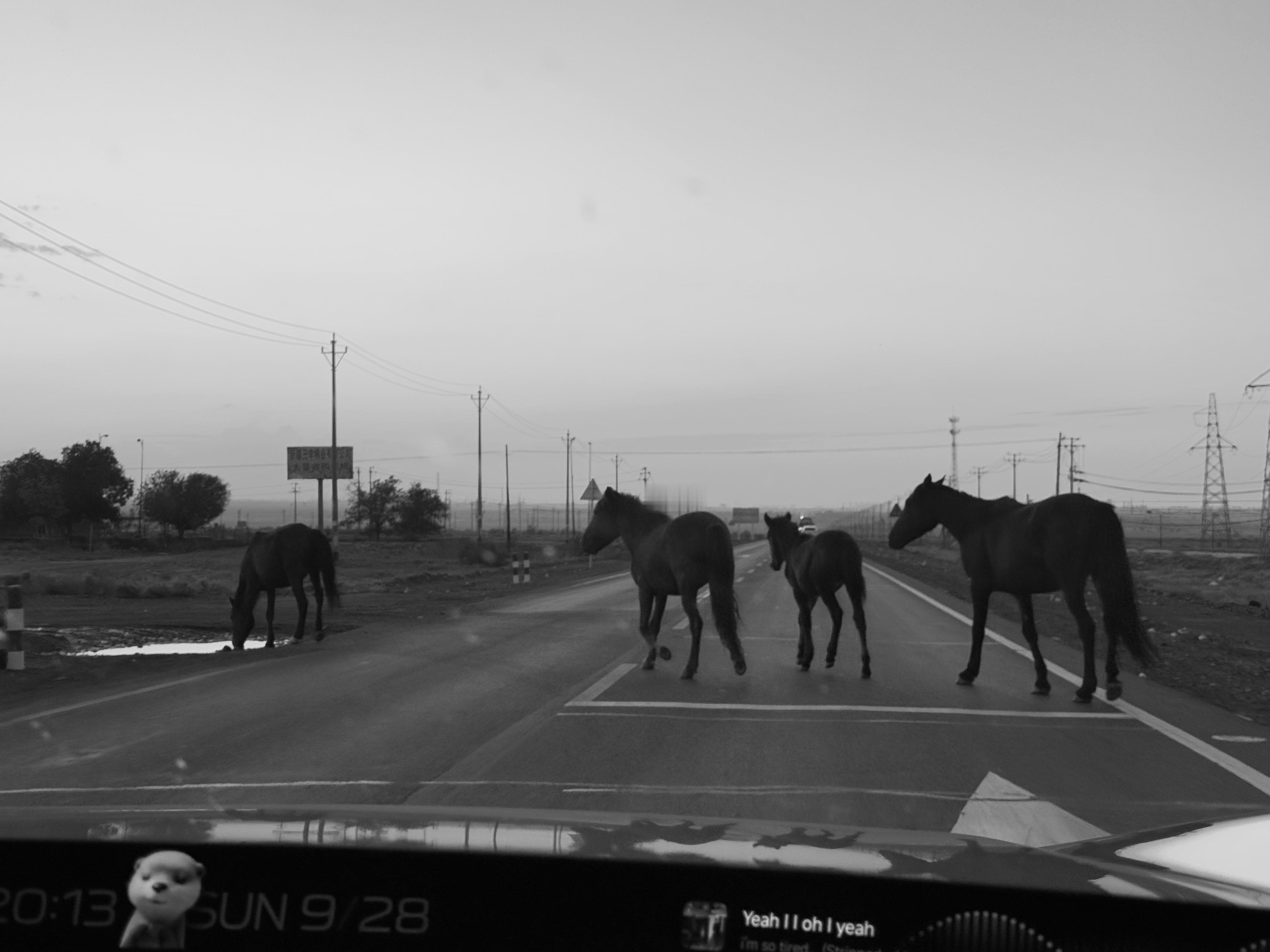 南方人第一次到甘肃的震撼，滂沱、大气、震撼……南方的山水是浸在软雾里的秀，而这里