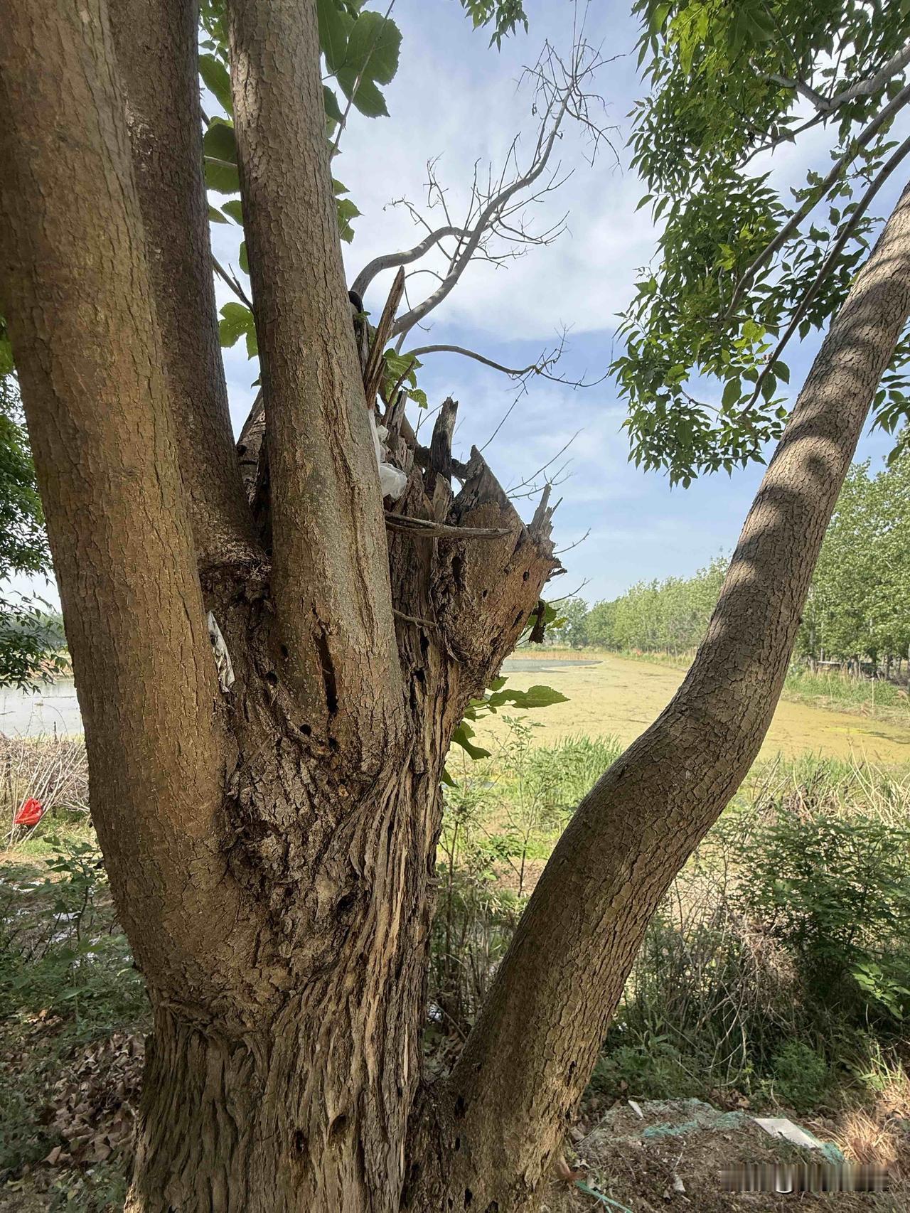 【小对联】
上：……？
下：中坚。