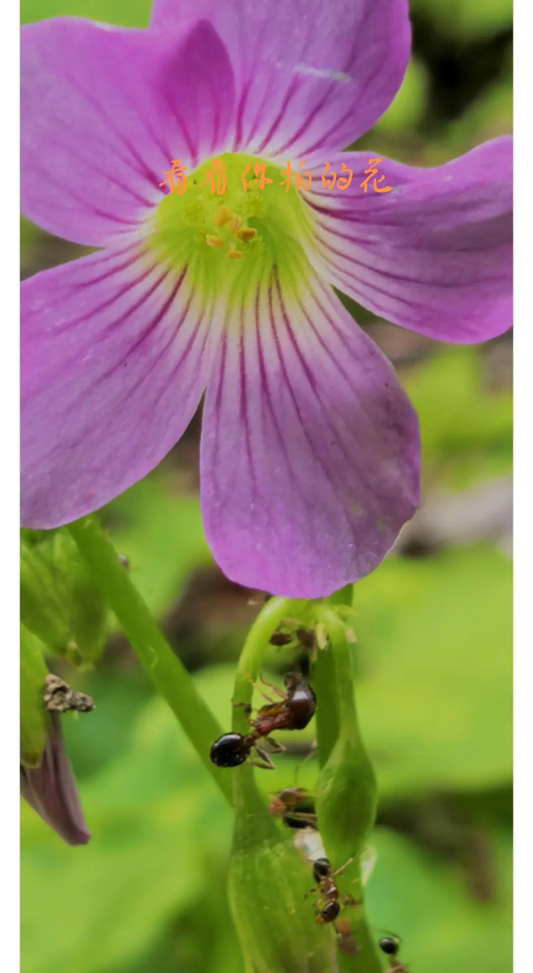 蚁.与花独伴