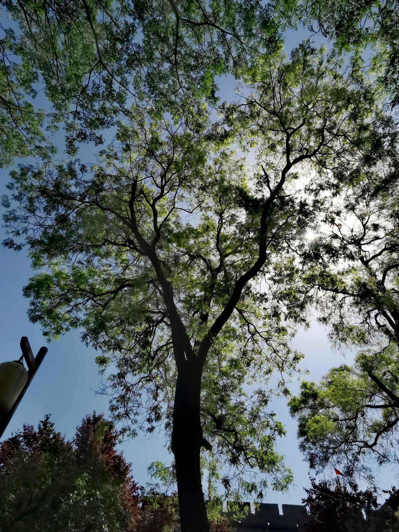 树之品格展示你拍的树木照片绿植风景照 拍树照片 漂亮的树枝 树枝美景 拍树摄影 