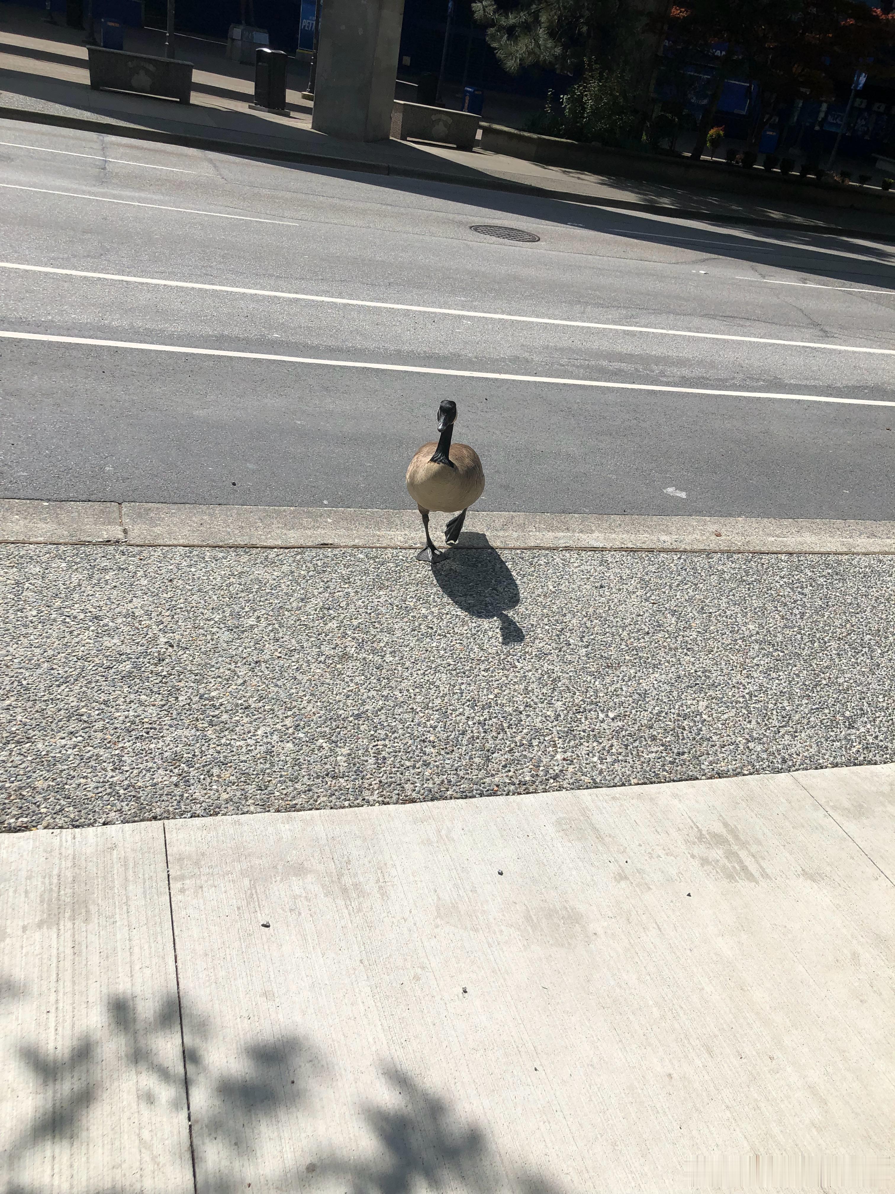 上班路上看到这只大雁向我走来，一只落单的大雁哈哈 