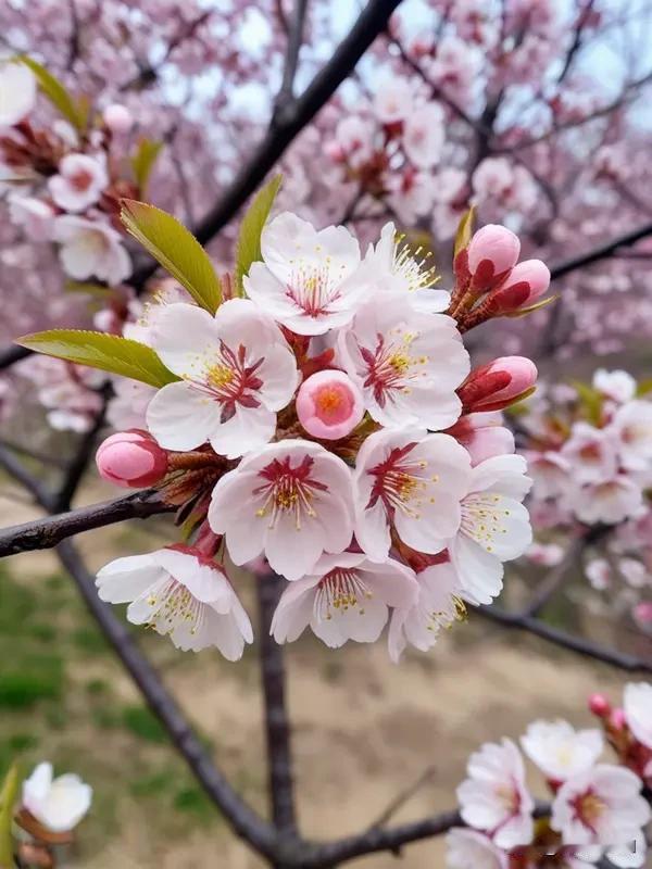 一句话记录春日心情 一句话记录春日心情
春风轻拂，驱散冬日阴霾，带来满目繁花。去