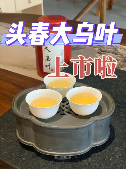 明前茶25年头春大乌叶上市啦，比鸭屎香还香