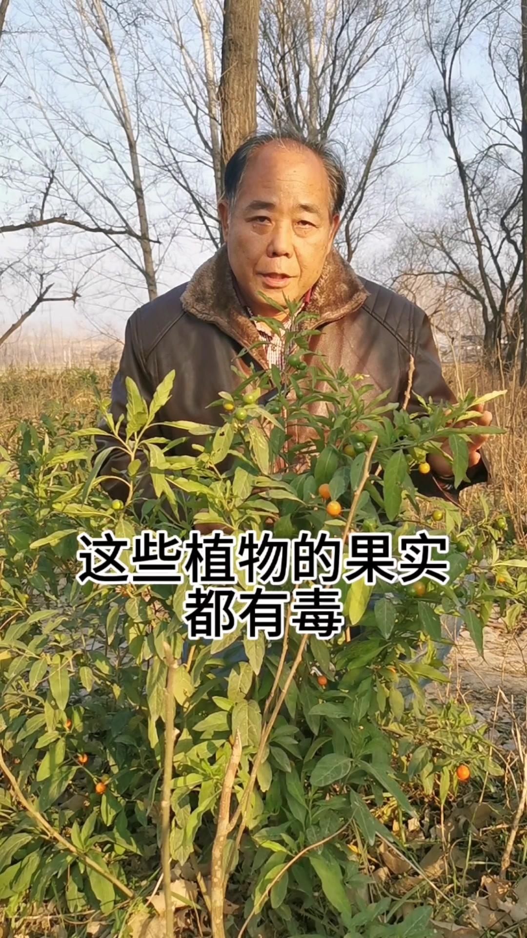 1️⃣**珊瑚樱**（冬珊瑚/红珊瑚）：茄科常绿灌木，果实球形，未成熟是绿色，成