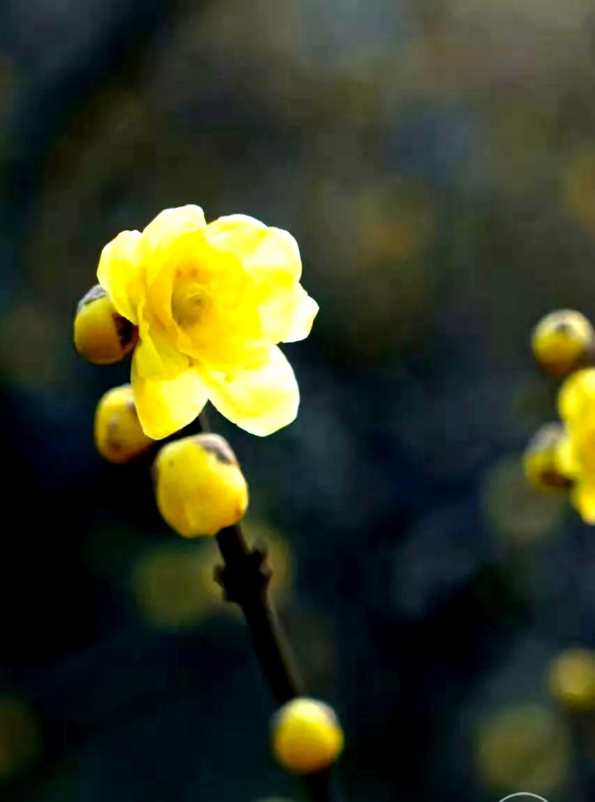 好看的花一定要分享给你