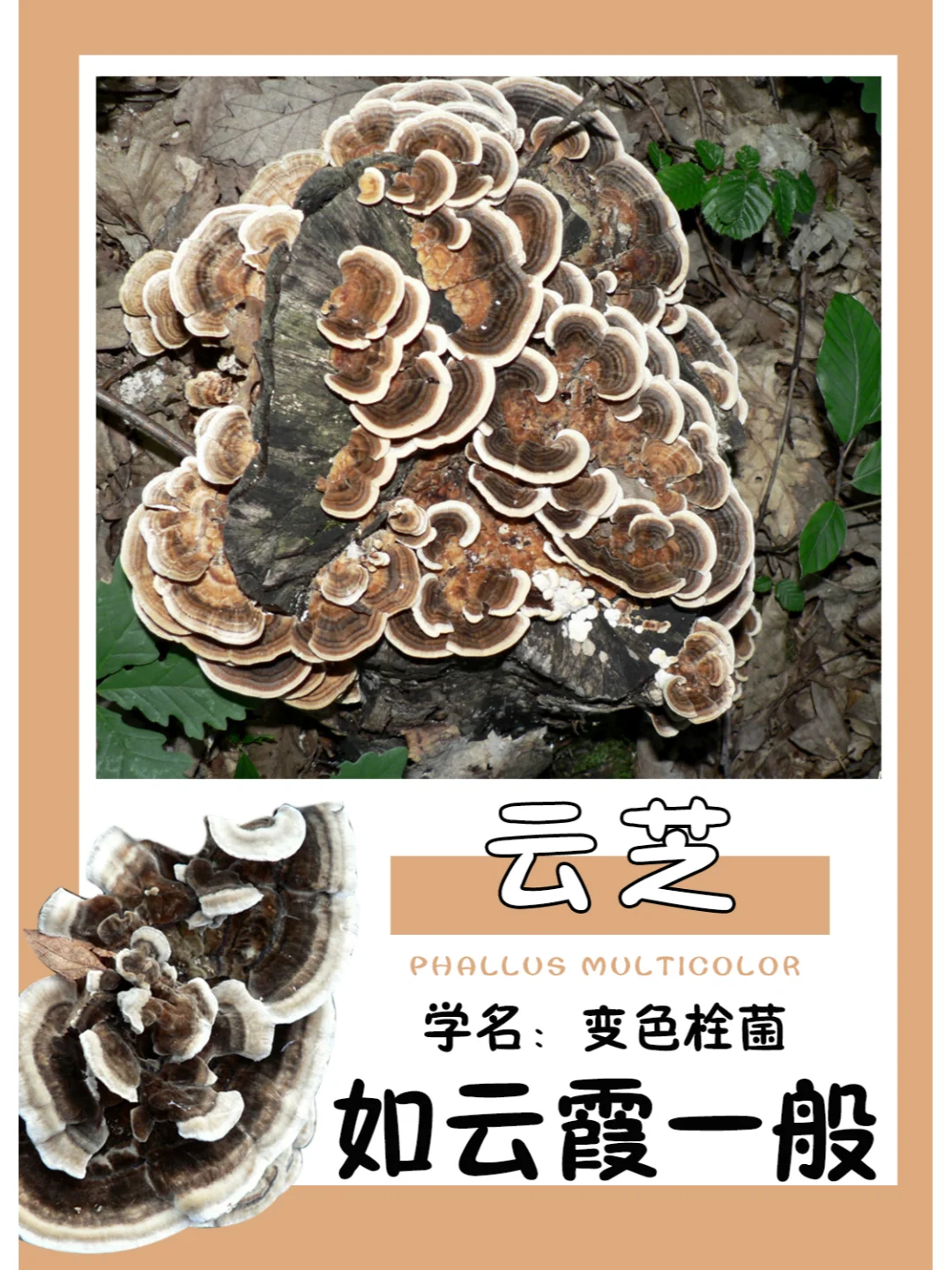 远远望去，如七色彩云一般~