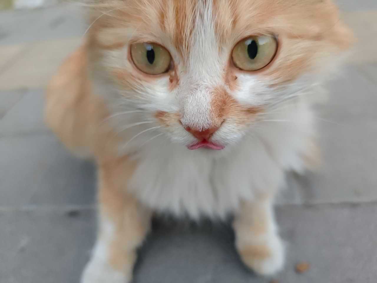 ❗【河南汤阴猫咪寻主】猫咪寻主 🐱猫咪走失 橘白长毛猫咪，性格十分温顺。进食的