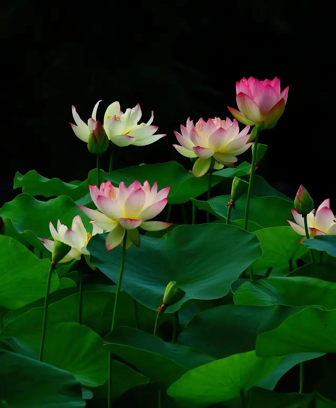 【原创作品】
七律•夏日吟
   文/张和平
绿涨平湖暑气连，浓阴掩径步悠然。