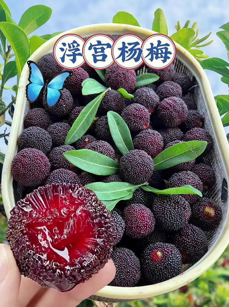 漳州杨梅危机公关失败的点就在于没有共情消费者，而是一味卖惨！ 

要讨论这个话题