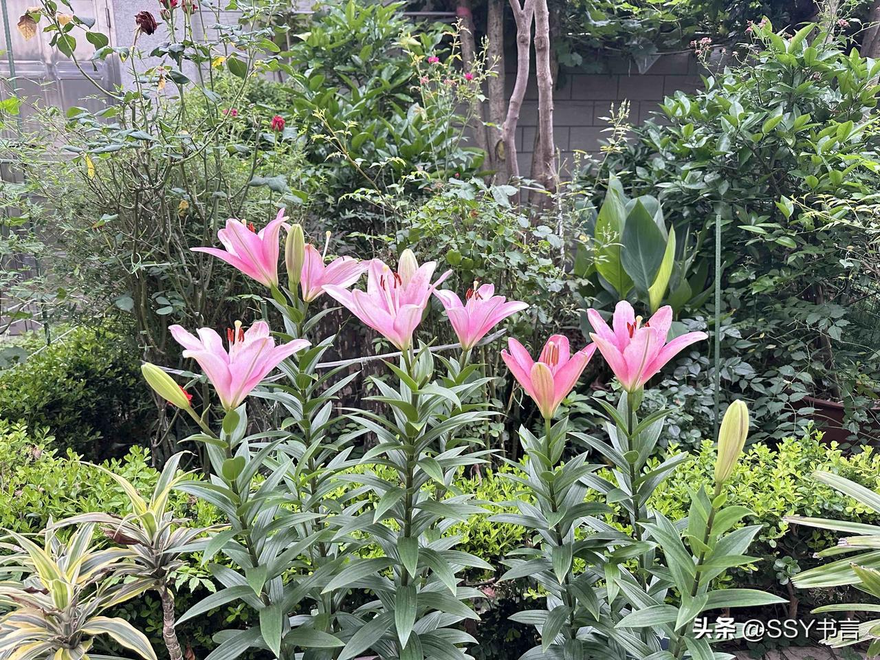 家门口的粉百合开了，空气里都是温柔又清甜的香气百合花香治愈系