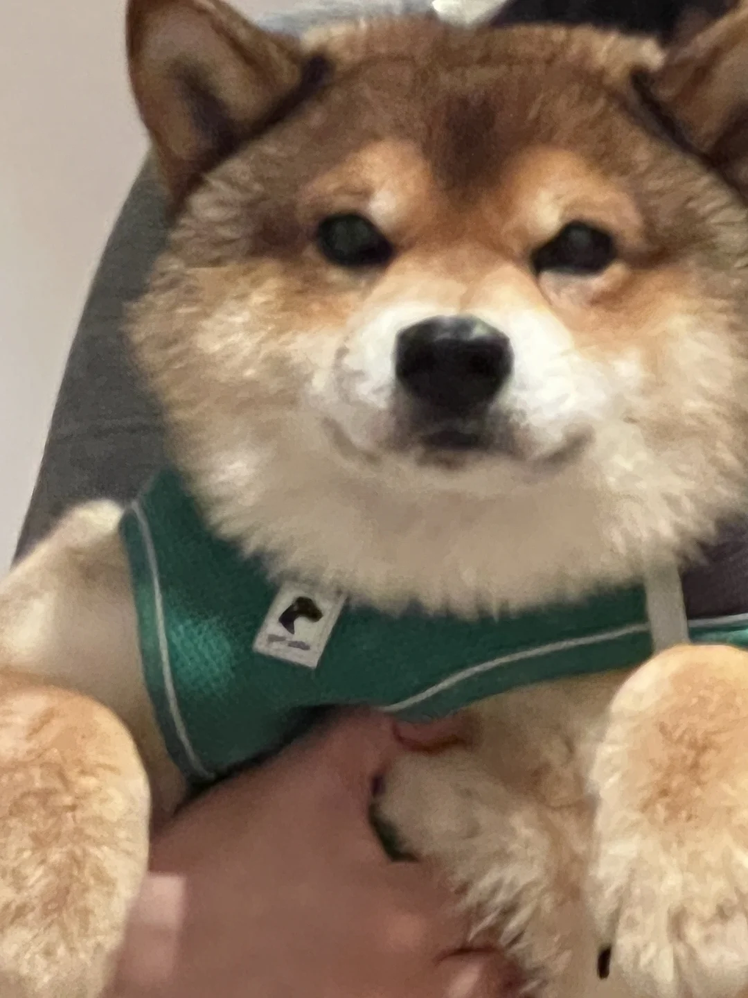 小狗味扑面而来