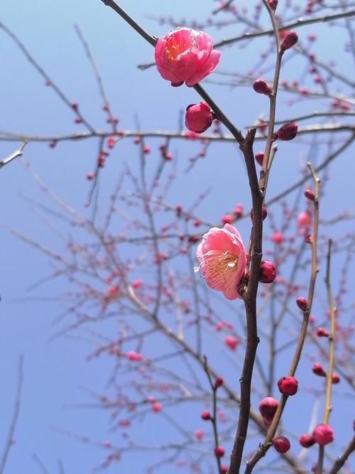 我的创意下联可以是：
1、东风暗度梅花信[碰拳]夜雨轻敲竹叶声‌。
2、东风暗度