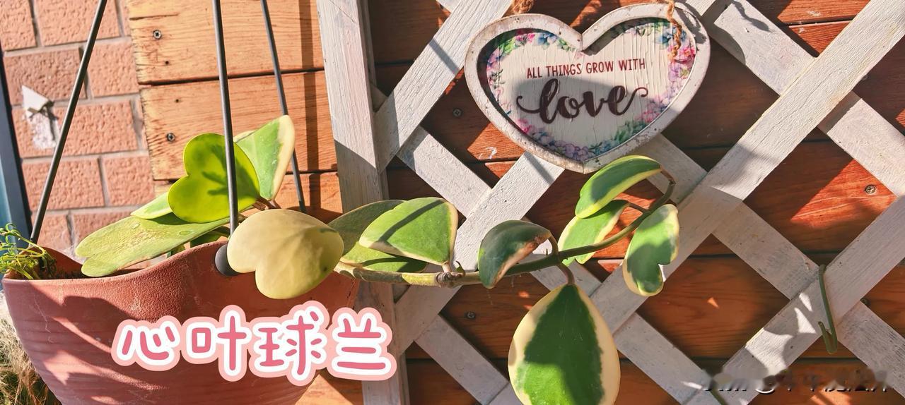 黄金心叶球兰快开花～