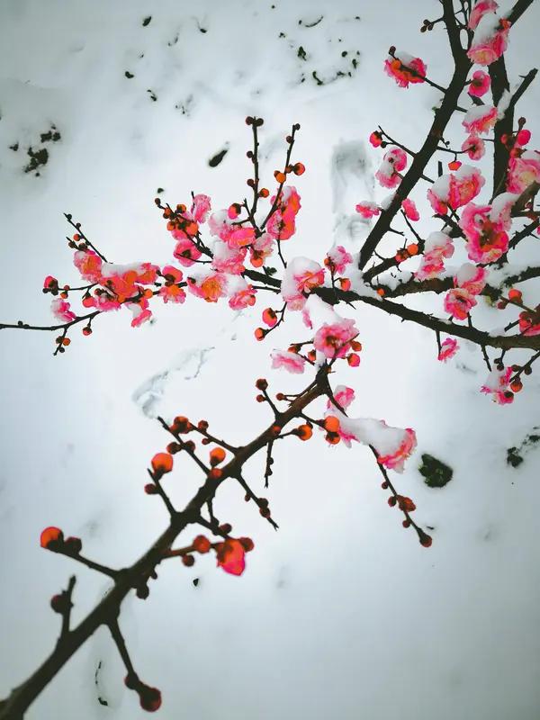 梅花雪，片片飘落吻红颜。
心上人，寸寸相思度流年。