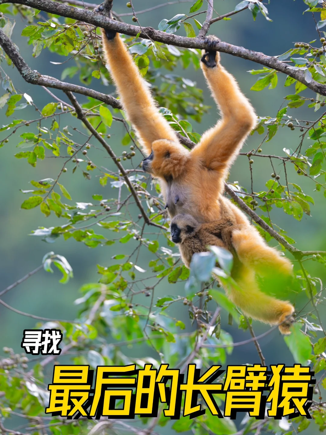 是母亲更是大山的孩子