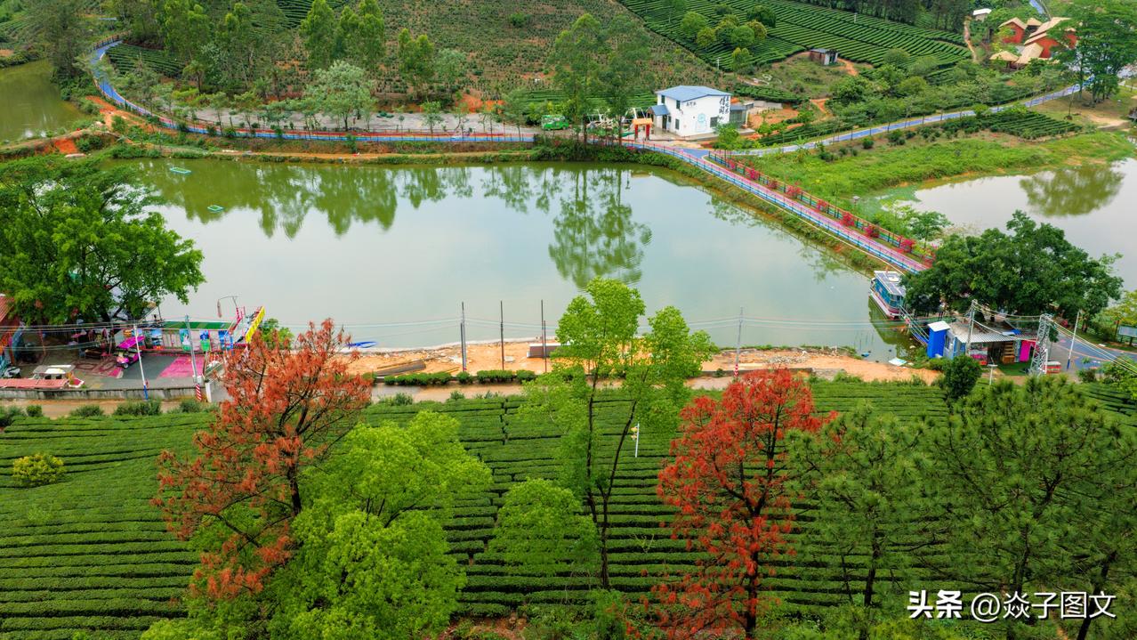 游园享茶香，大湾区踏青好去处
【诗与景】游柏塘茶园
雨霁春园景韵柔，岚烟袅袅远山