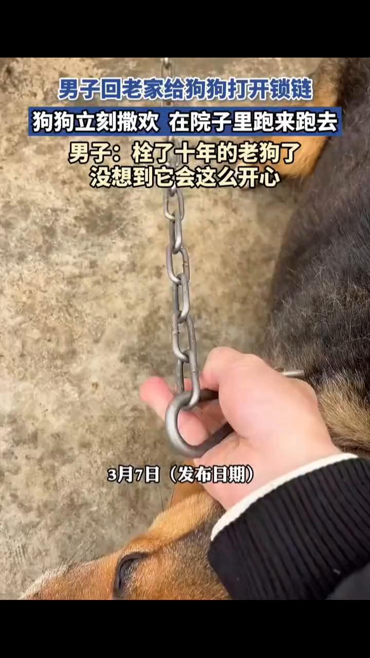 男子回老家给狗狗打开锁链，狗狗立刻撒欢在院子里跑来跑去。男子：栓了十年的老狗了，