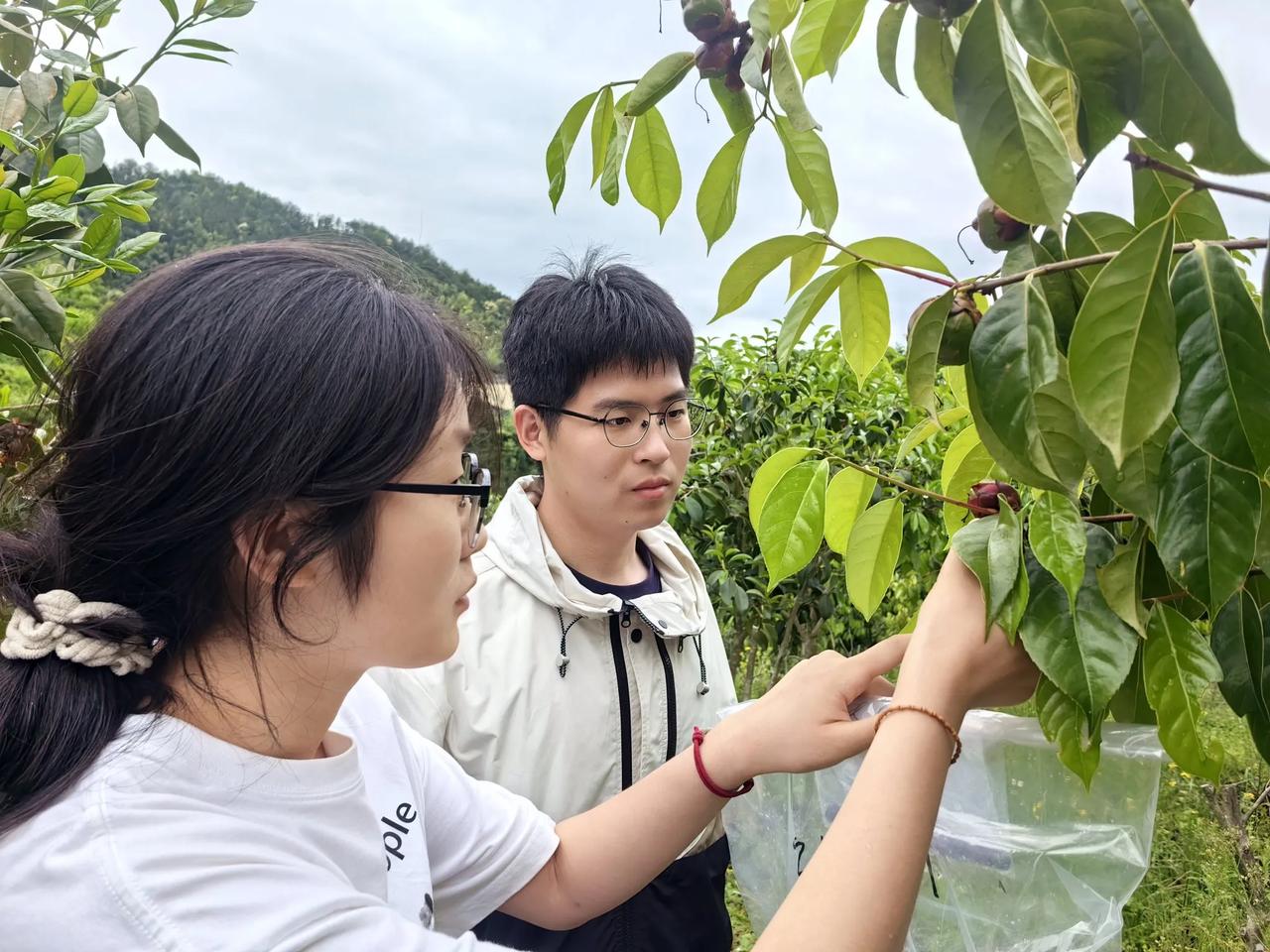 油茶科技小院新的一批研究生来基地科研
​一组研究花的形成基理，一组研究果的成熟演
