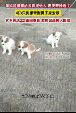 “解释不清了！”广东一男子家狗子生了四只小狗，顺口对狗子说了一句：“这太多了，送